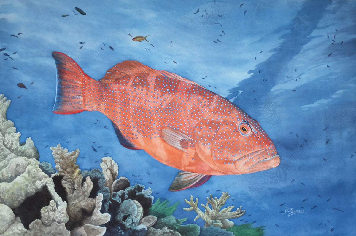 Coral Trout in the Deep Blue