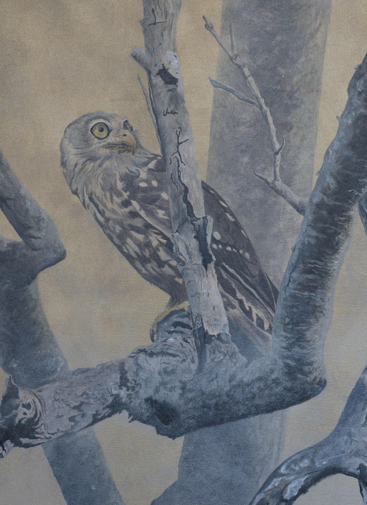 A Ghostly Presence Barking Owl