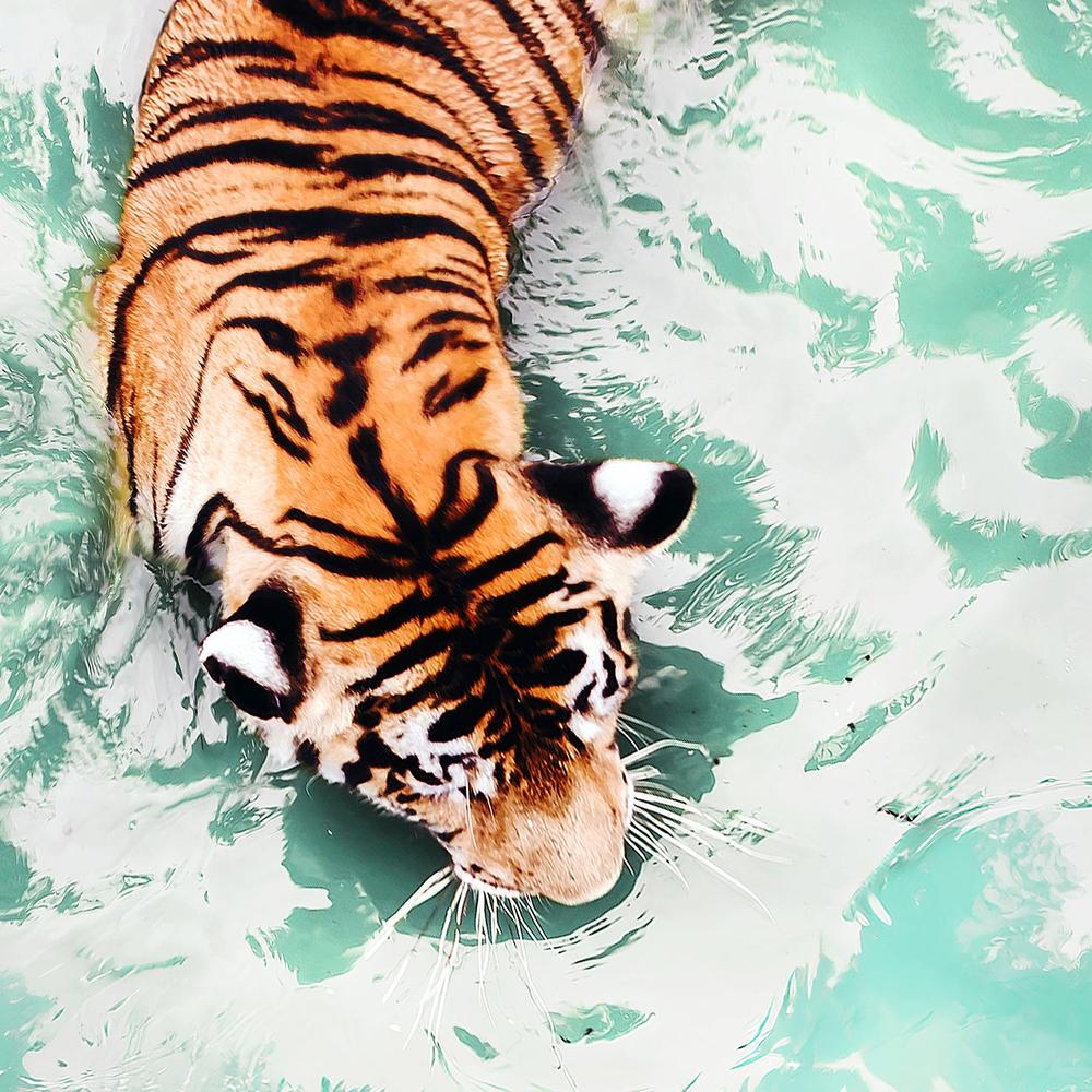 Yin & Yang Tigers-by-Gal Pittel-wall-art-print-canvas-poster-framed-Gioia