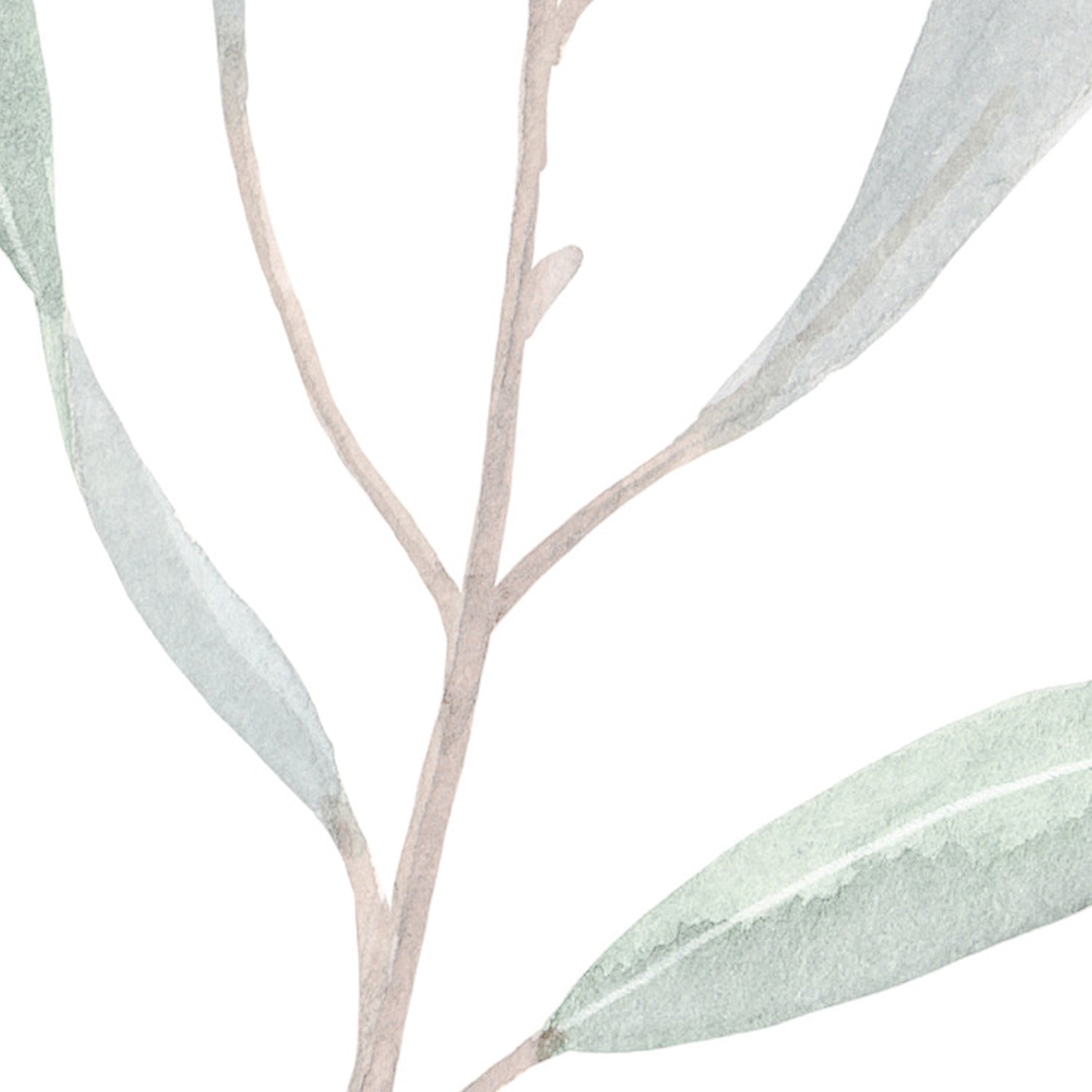Green Eucalyptus Leaves