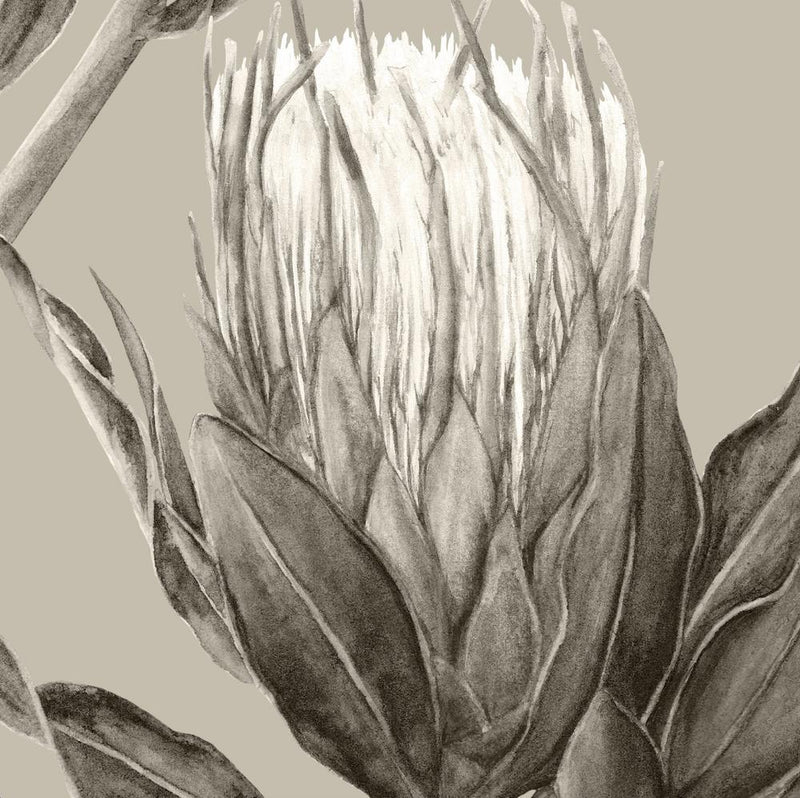 Sage Protea-wallpaper-eco-friendly-easy-removal-GIOIA-WALL-ART